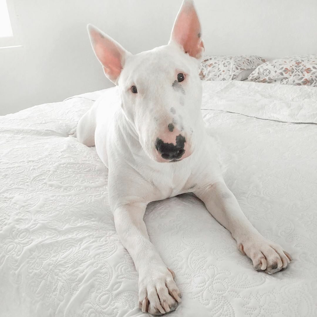 Староанглийский бультерьер