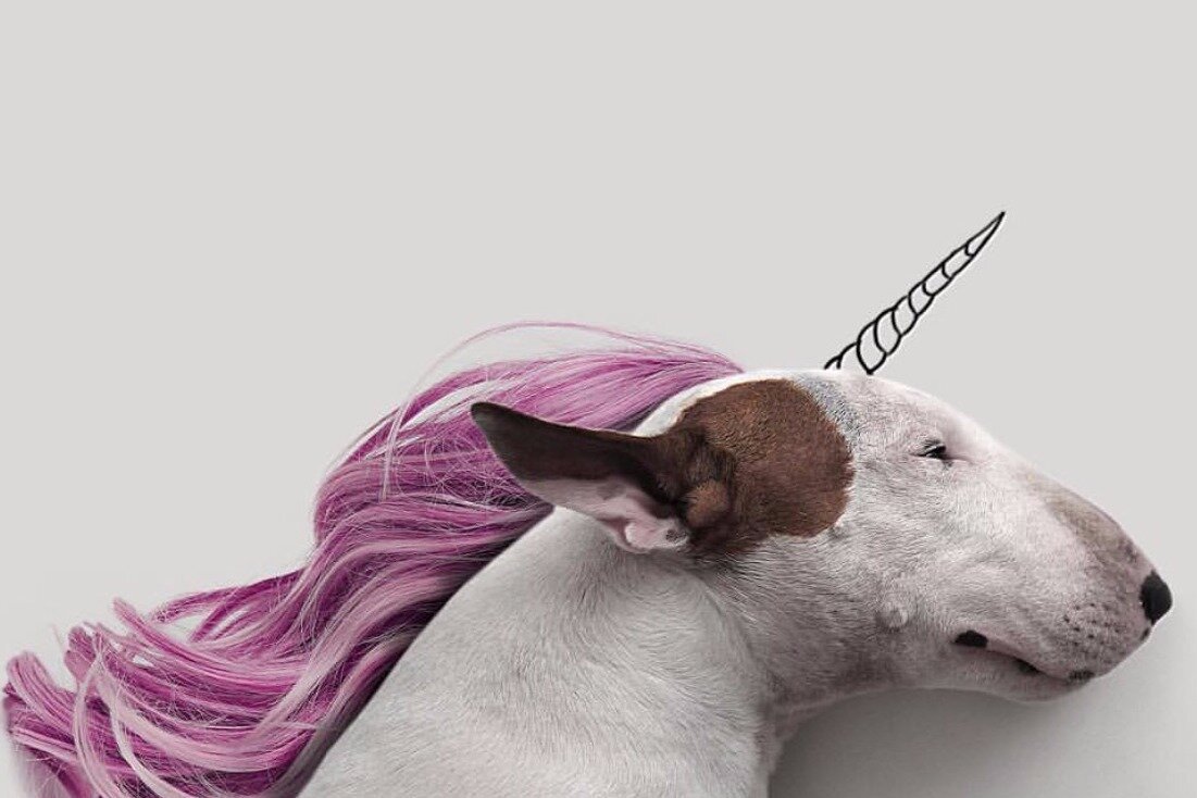 Креатив бультерьер