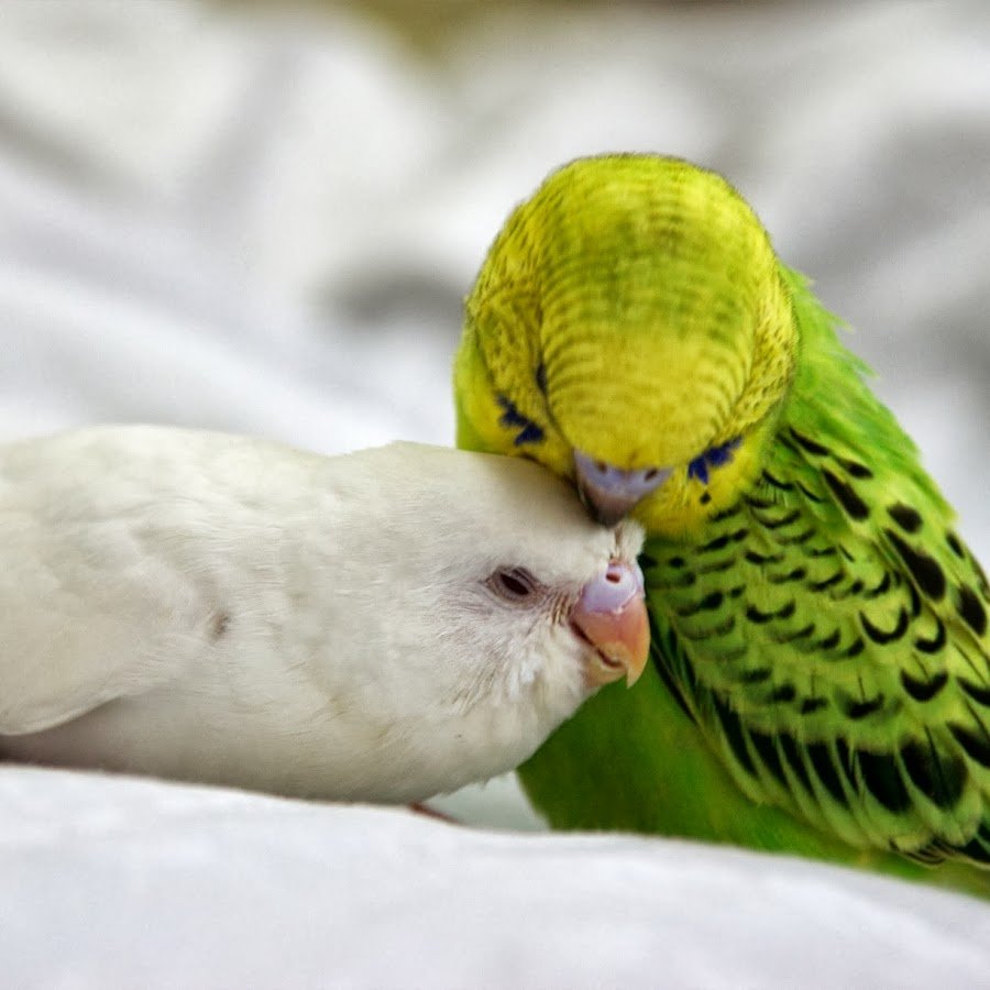 Фото волнистых попугаев мальчик и девочки целуются