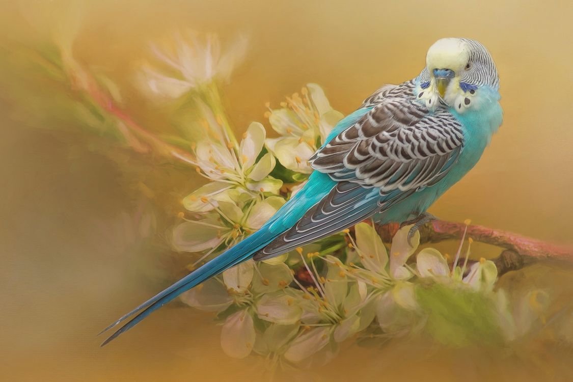 Волнистый попугай