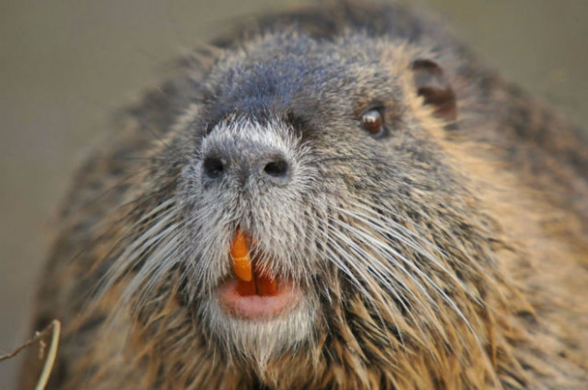 Южноамериканская нутрия