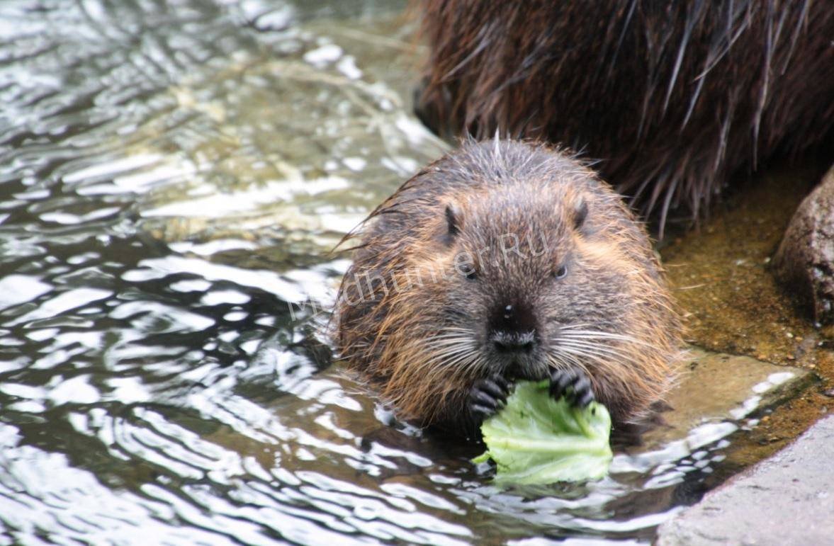 Ондатра Ильгар