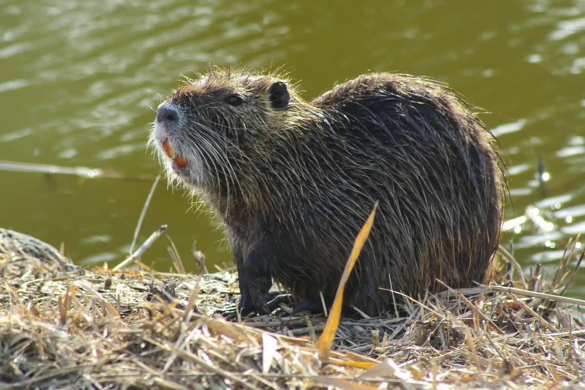Крыса ондатра чёрная