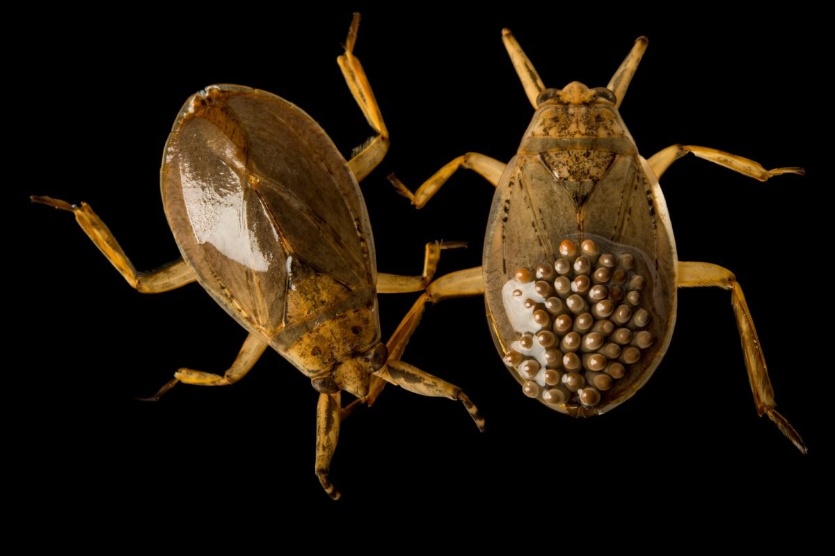 Водяной клоп белостома