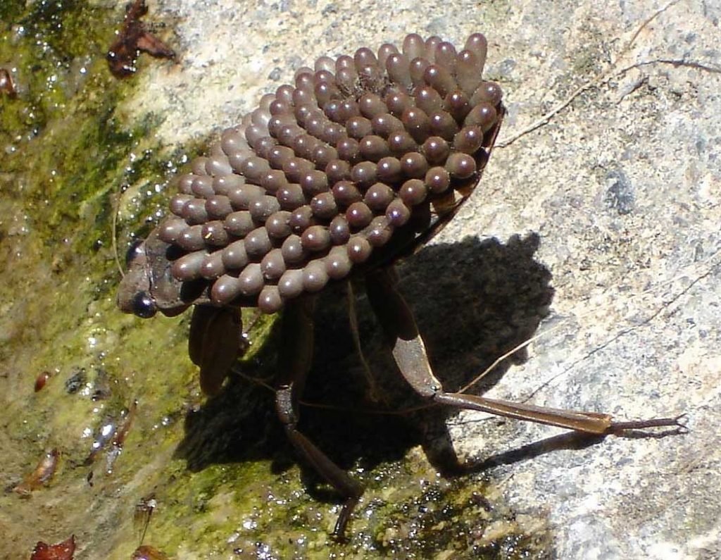 Водяной клоп белостома