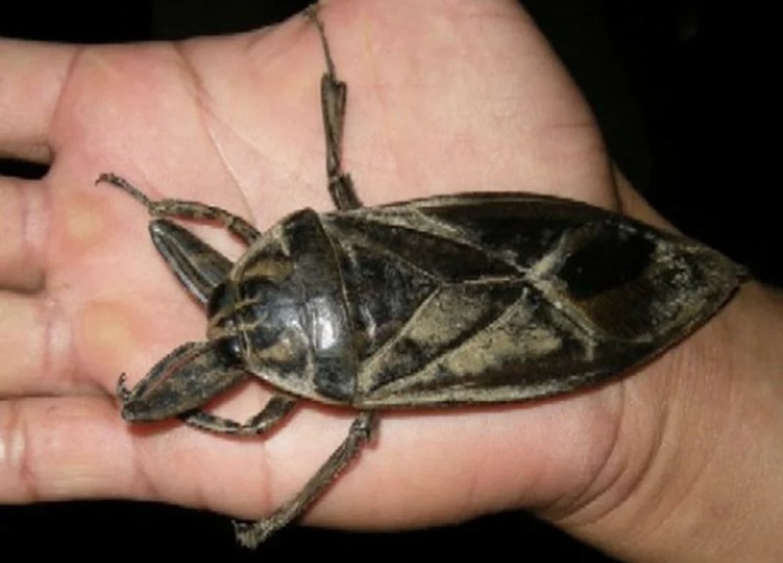 Водяной клоп белостома Гладыш