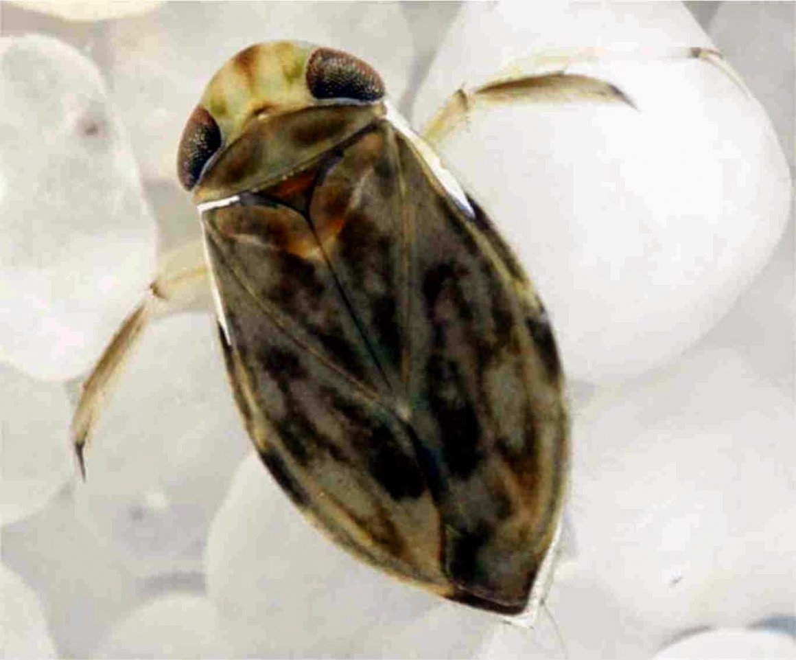 Морской клоп