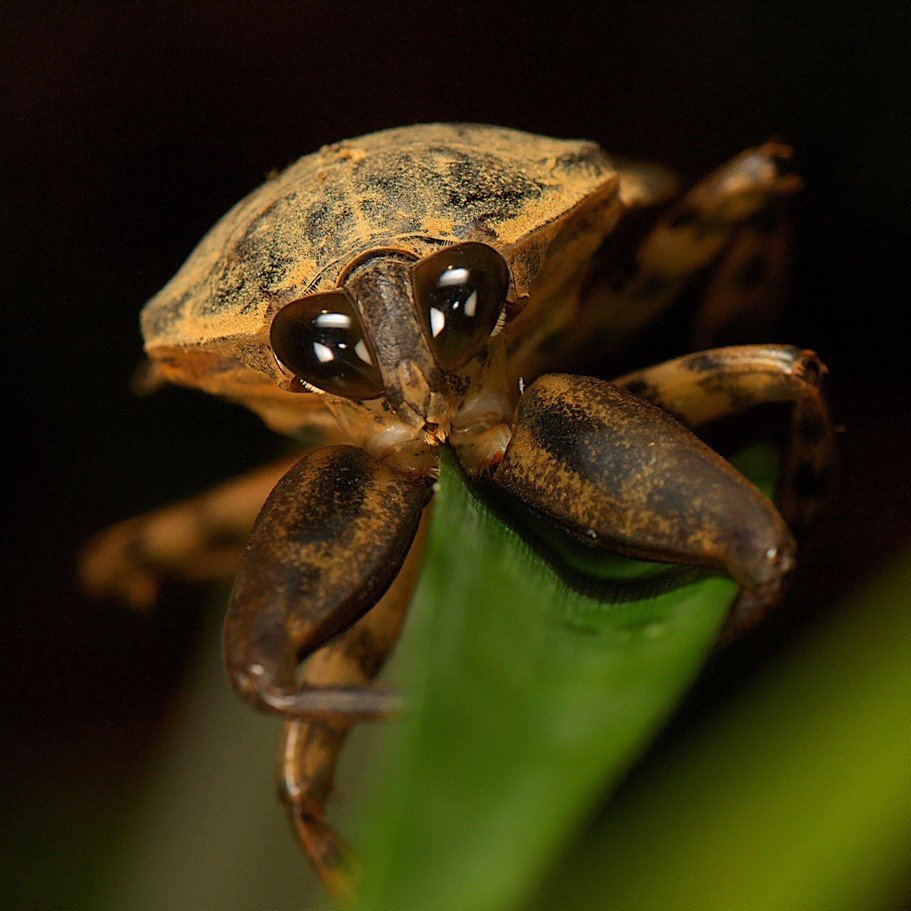 Водяной клоп белостома