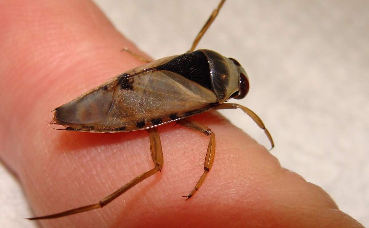 Жук гребляк