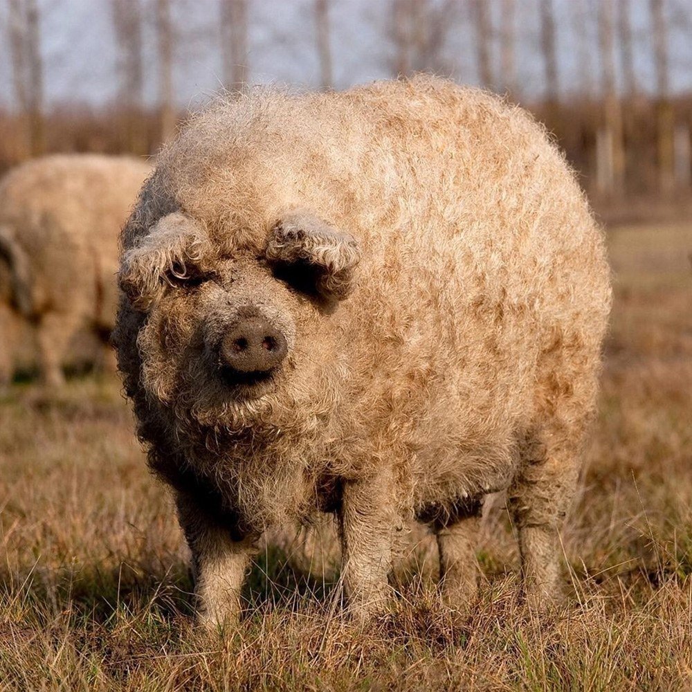 Порода свиней венгерская мангалица