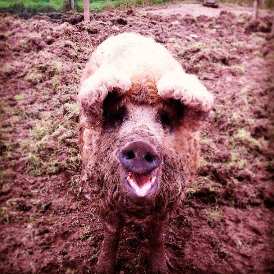 Мангалица свинья-овца