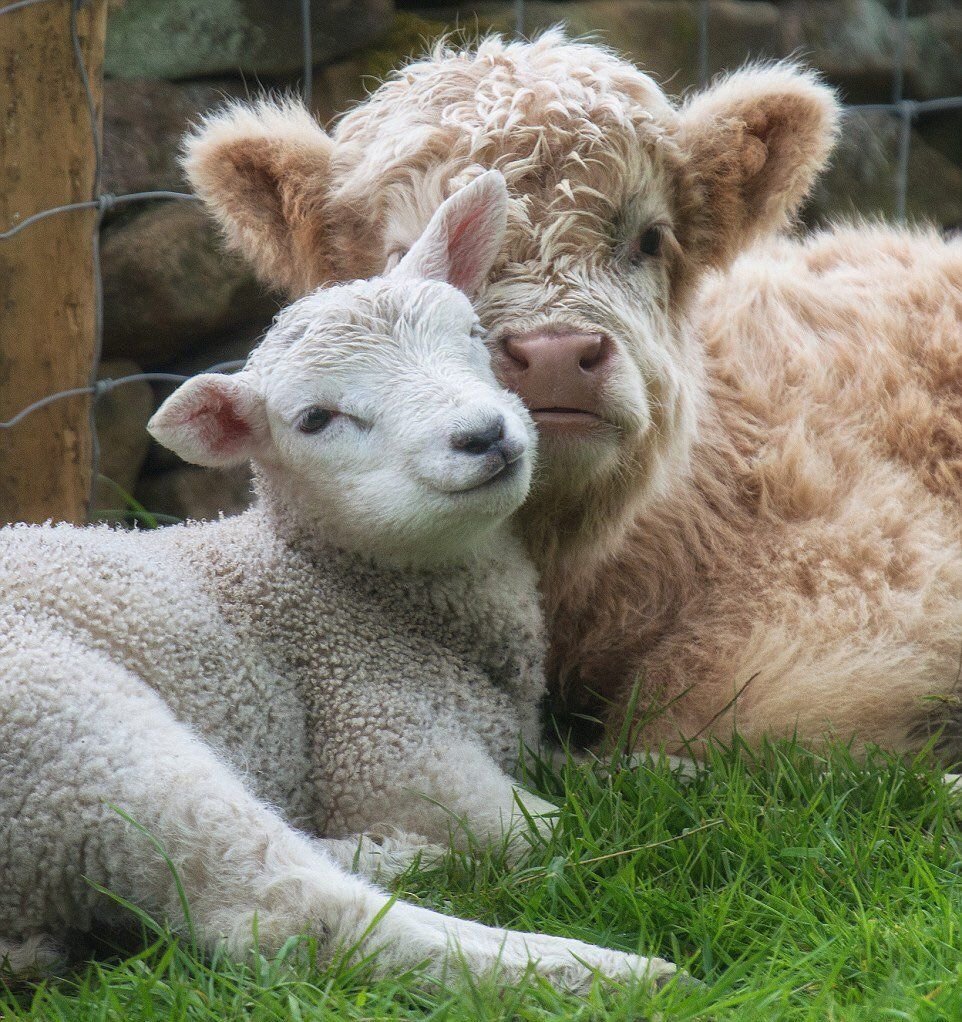 Ягненок фото