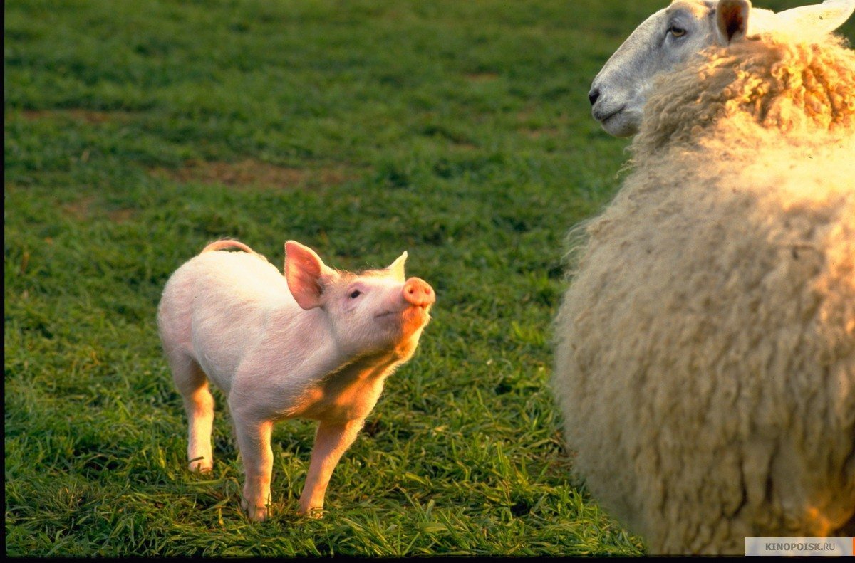 Поросенок и Овечка