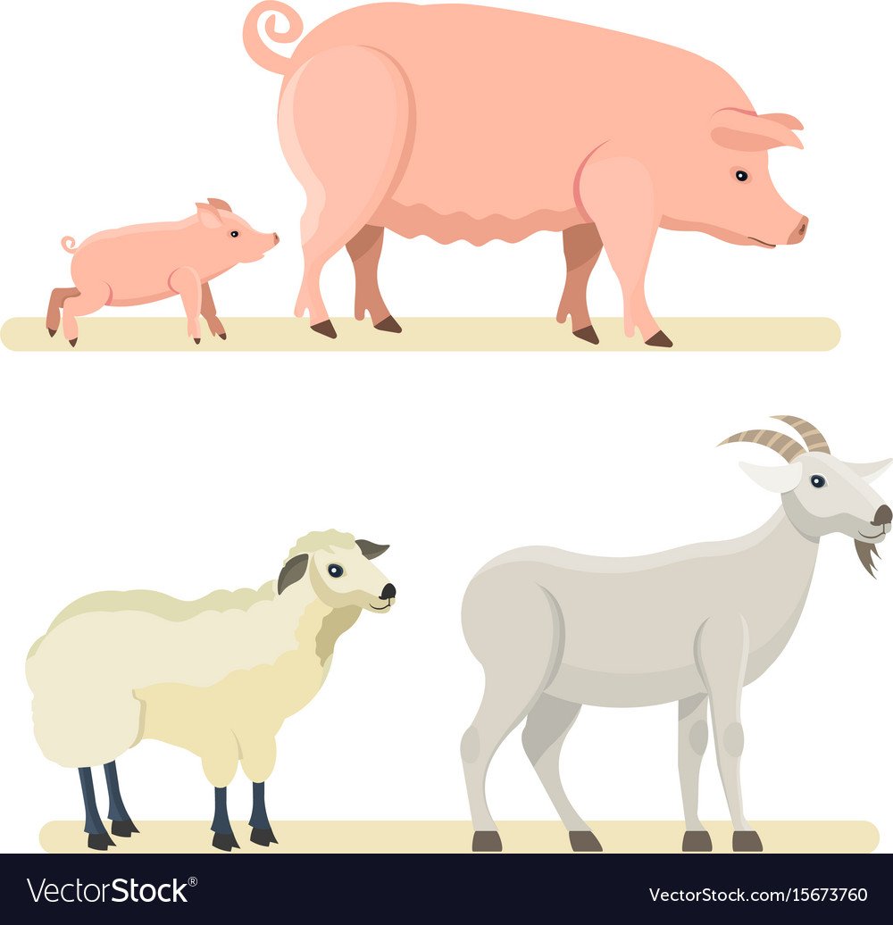 Свинья и овца нарисовать