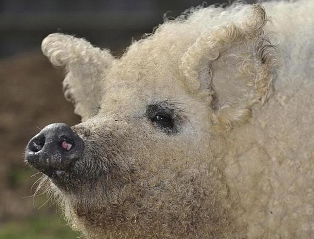 Свинья баран