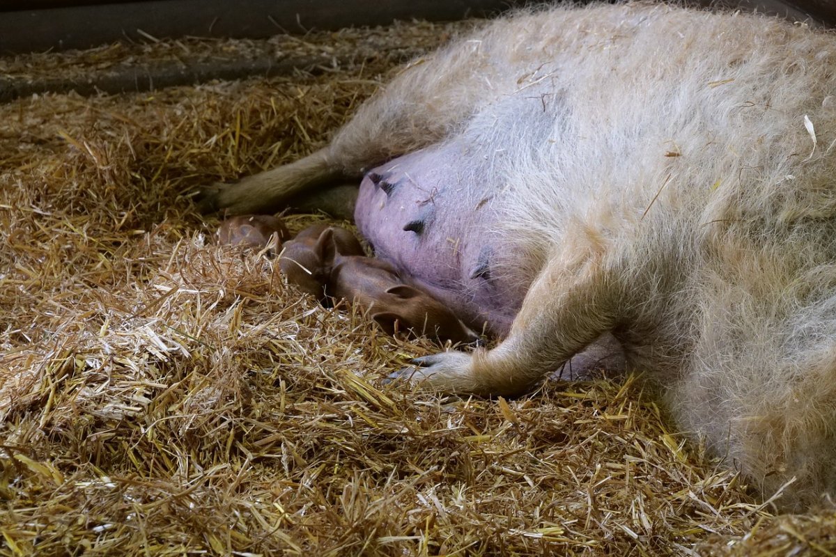 Свинья и овца