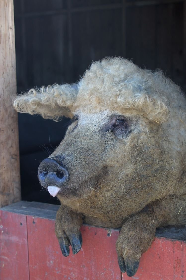 Венгерская пуховая мангалица