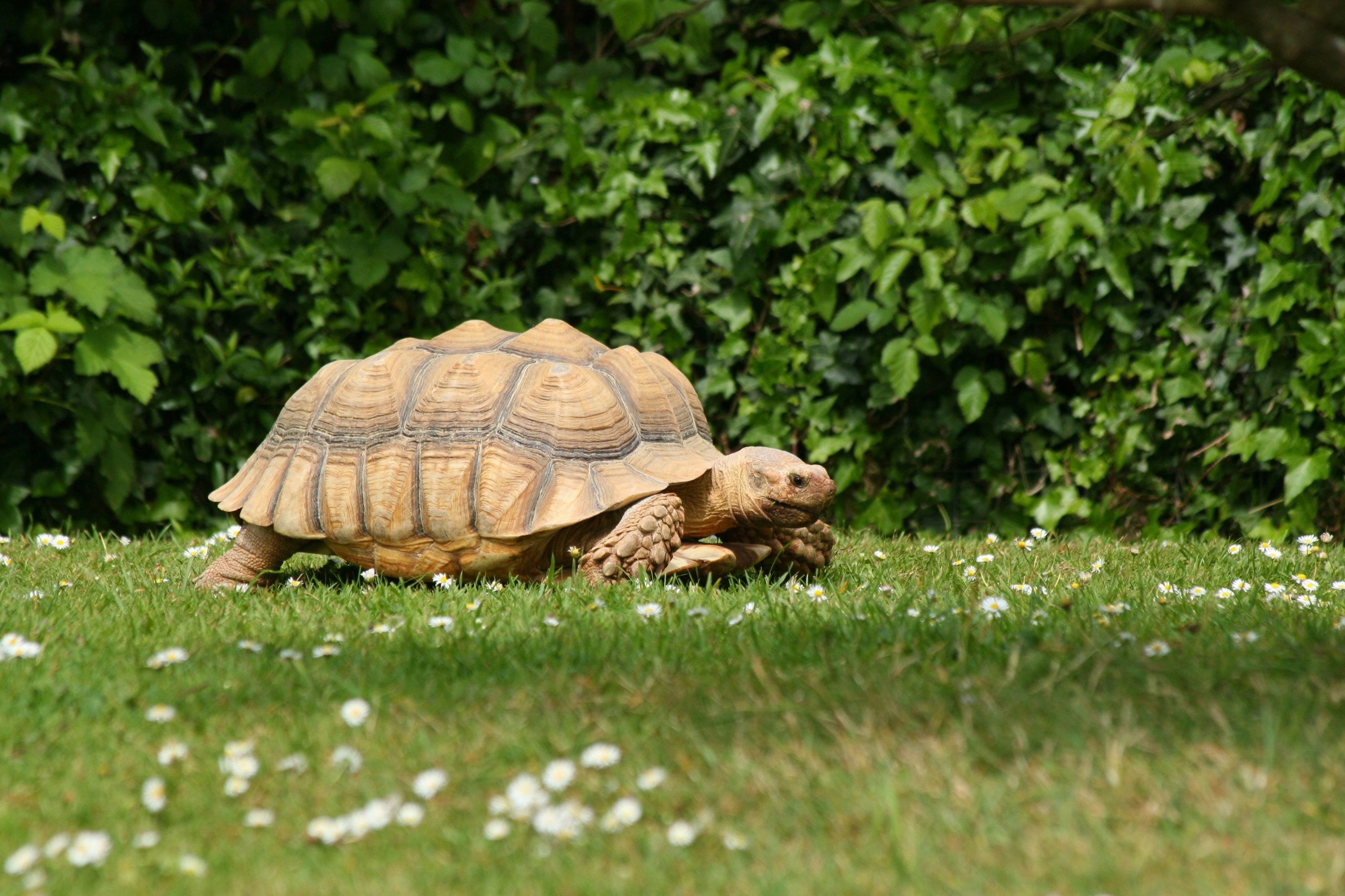 Вперед в черепахе. Черепаха Тартаруга трава. Черепуха. Красивые черепахи. Черепаха в природе.