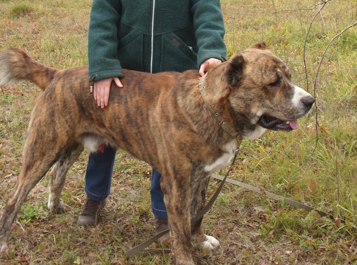 Кавказская и Среднеазиатская овчарка