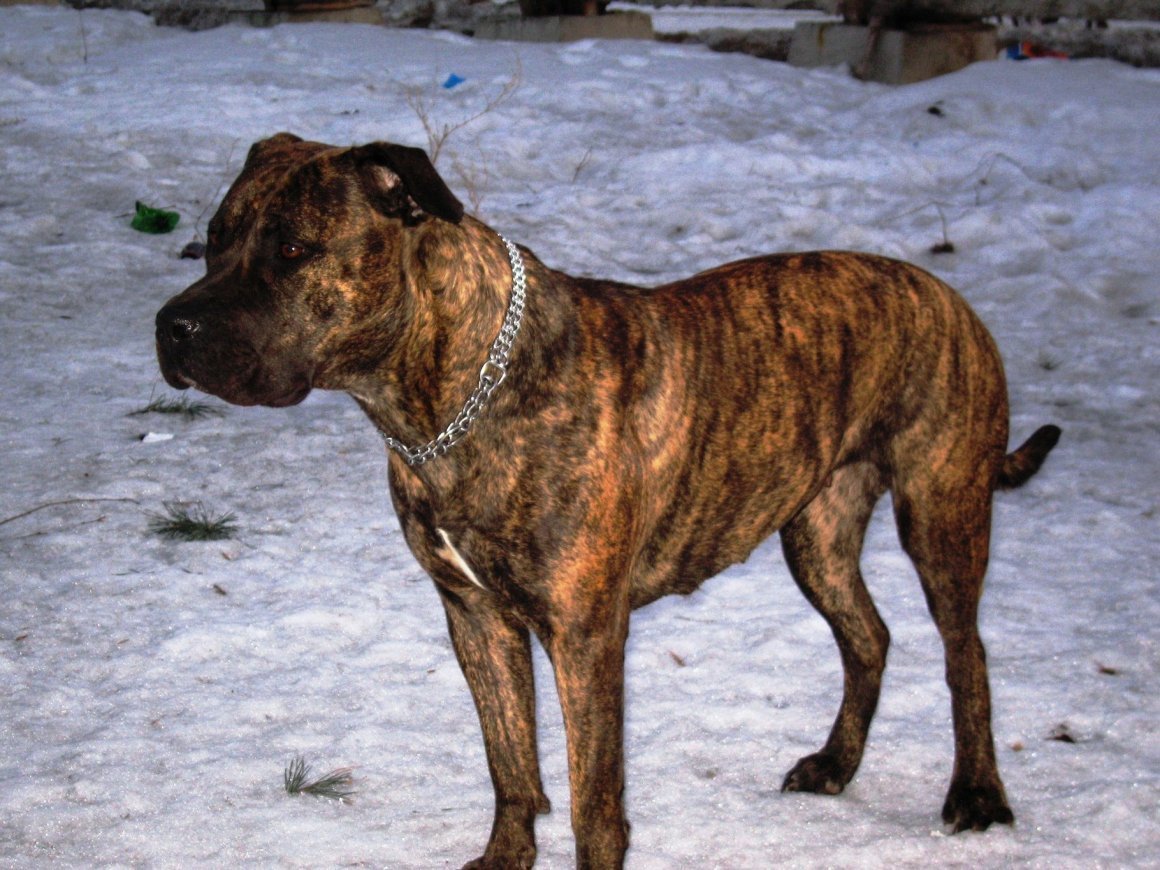 Среднеазиатская овчарка Эмма