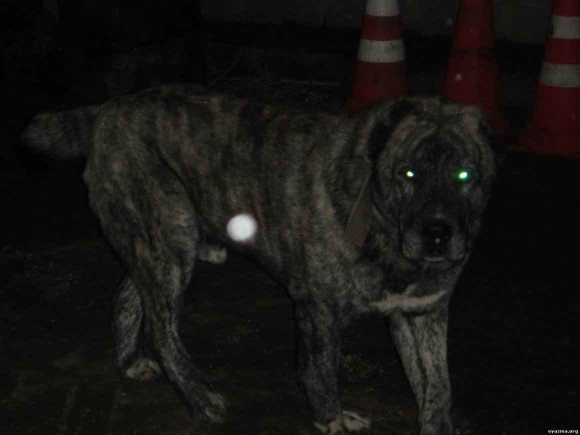 Алабай тигровый питомник