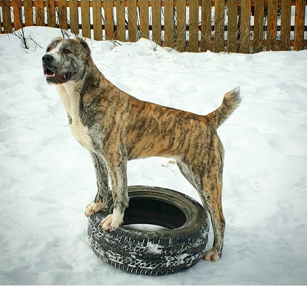 Алабай тигрового окраса