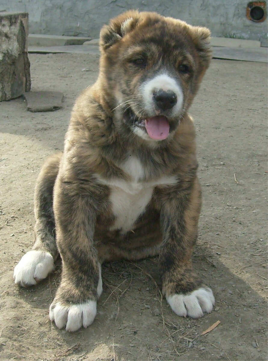 Среднеазиатская овчарка алабай тигровый