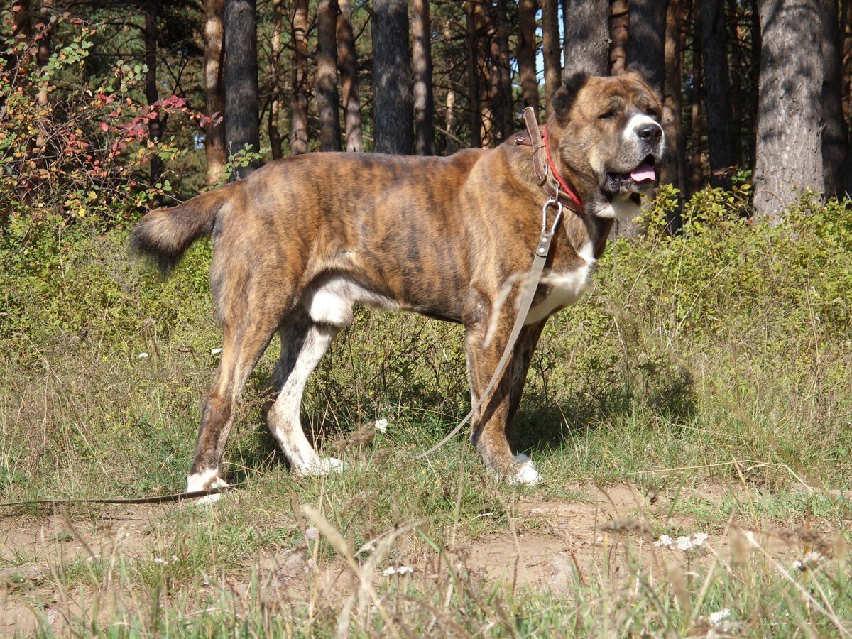 Туркменский тигровый алабай