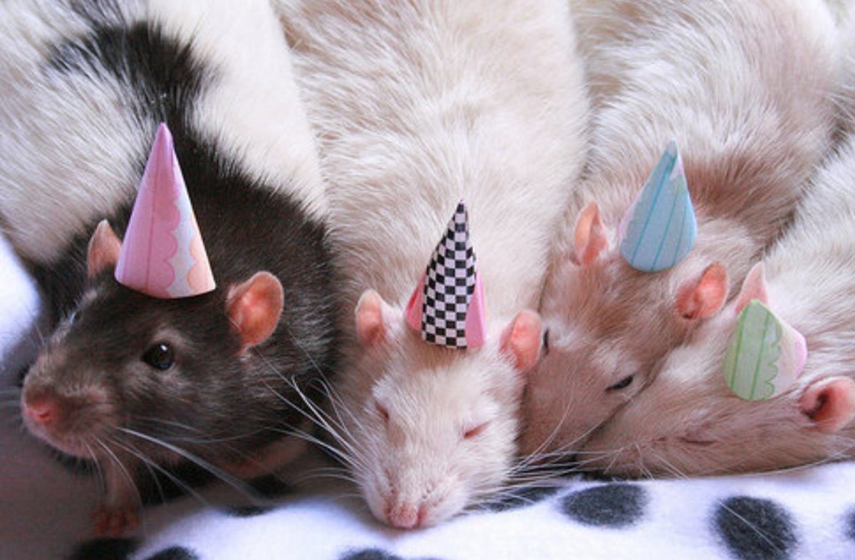 Квир курица Лола