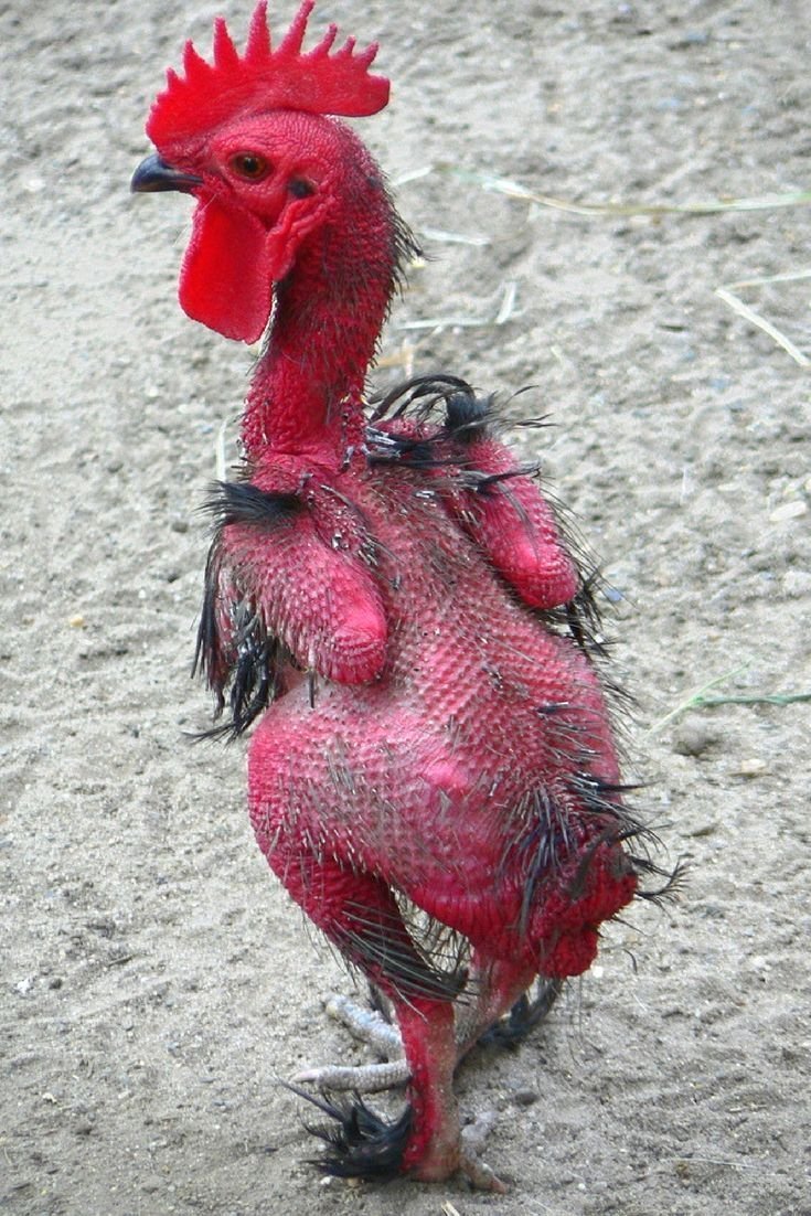 Эдгар Хант картины