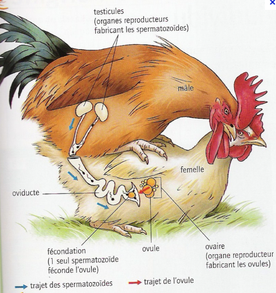 Наглая мышь