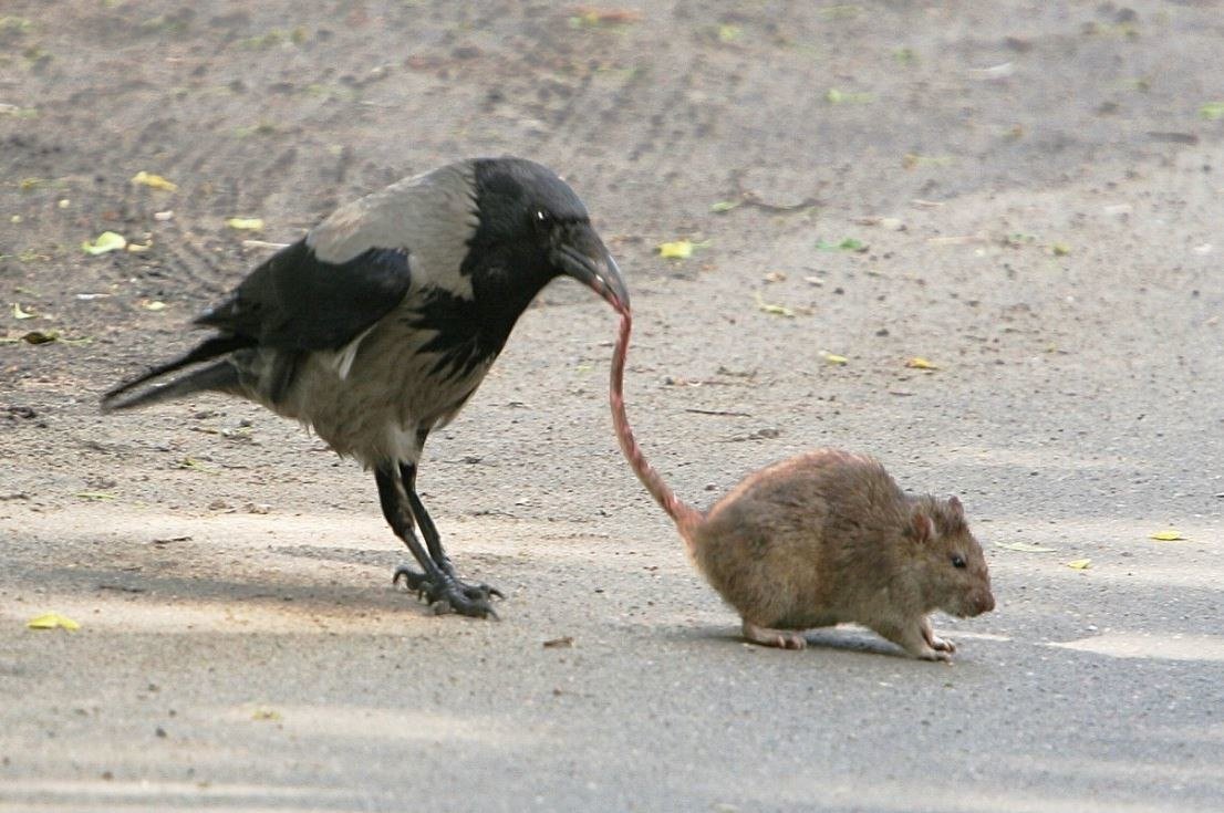 Как оплодотворяются курицы