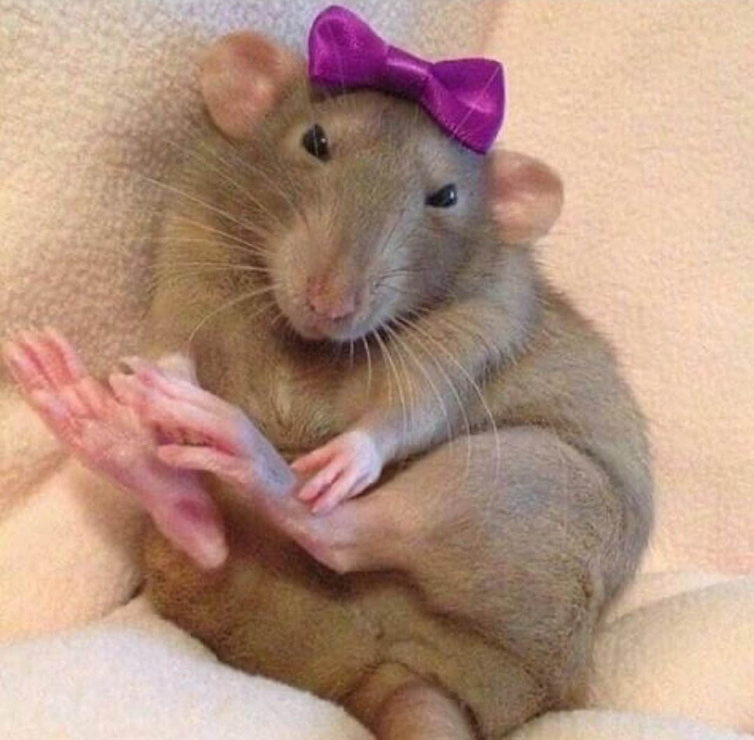 Драконы по знаку зодиака