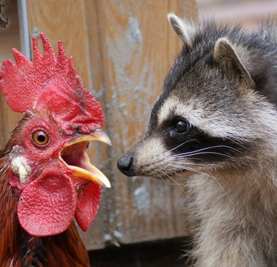 Общипанный петух