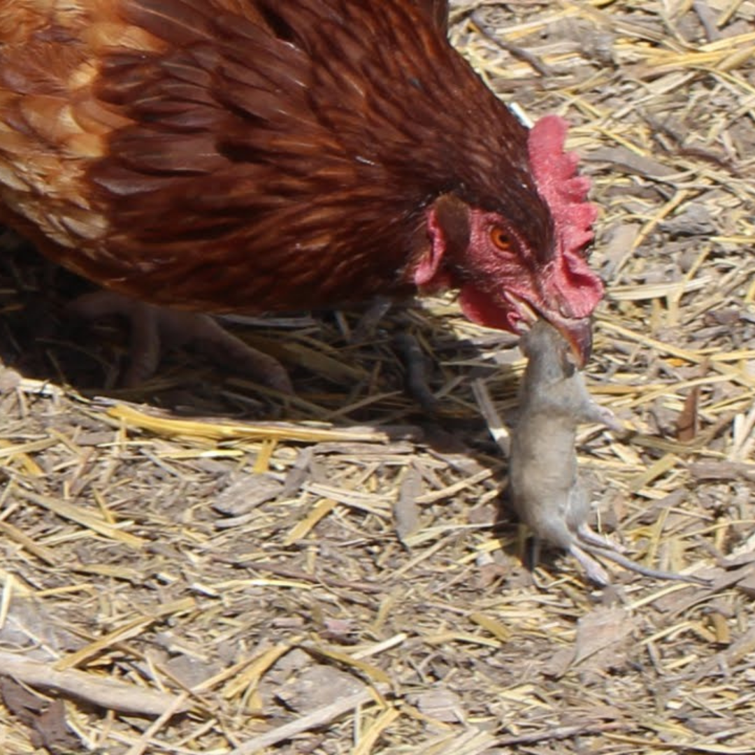 Гибриды птиц