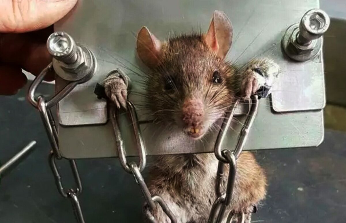 Бешеная курица