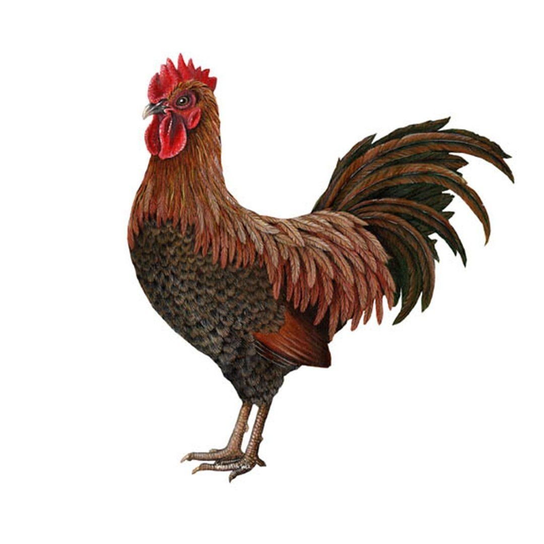 Жирный петушок