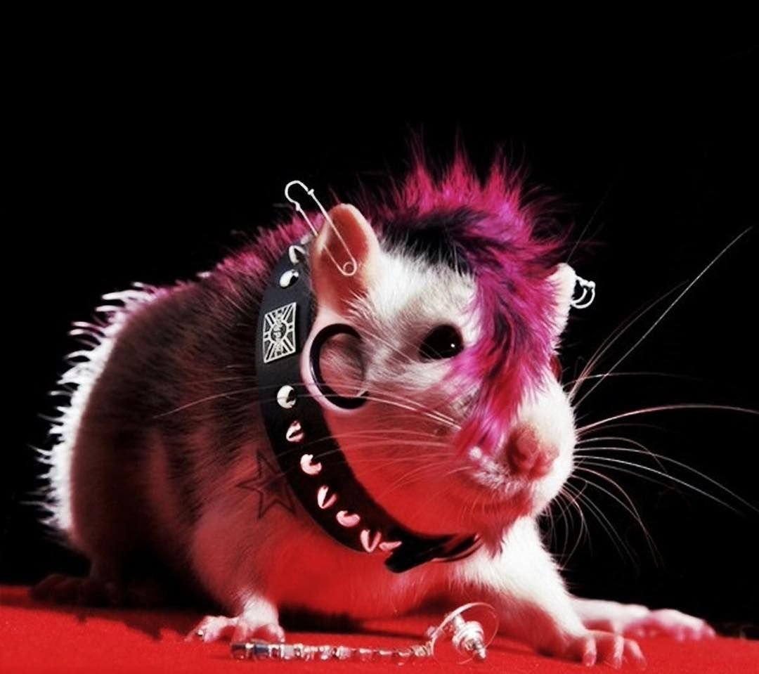 Розовая крыса
