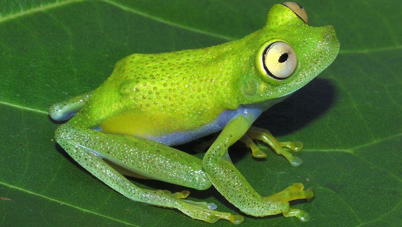 Млекопитающее зеленого цвета. Амазонский древолаз лягушка. Амазонские лягушки ядовитые. Зеленая ядовитая лягушка. Ядовитая лягушка амазонки зеленая.