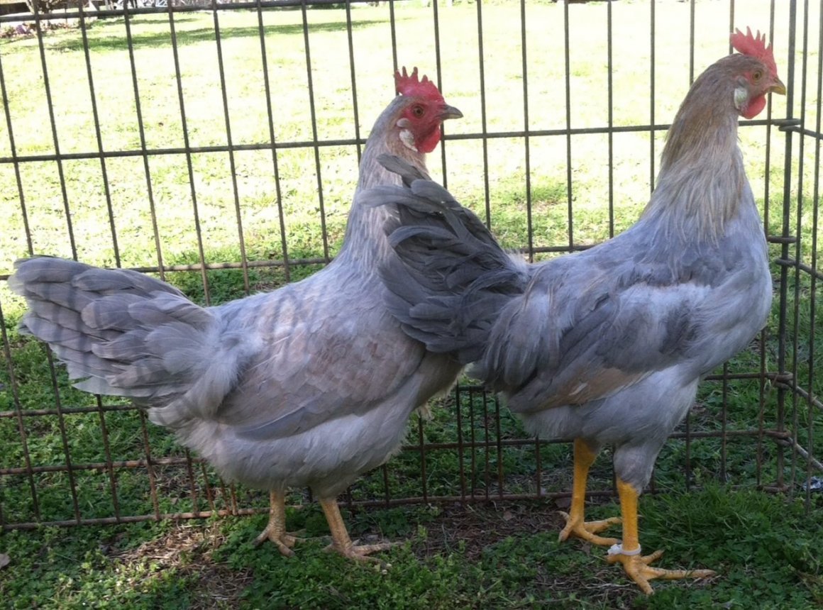 Леггорн Изабелла