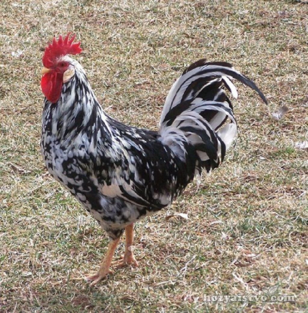 Цыплята Леггорн