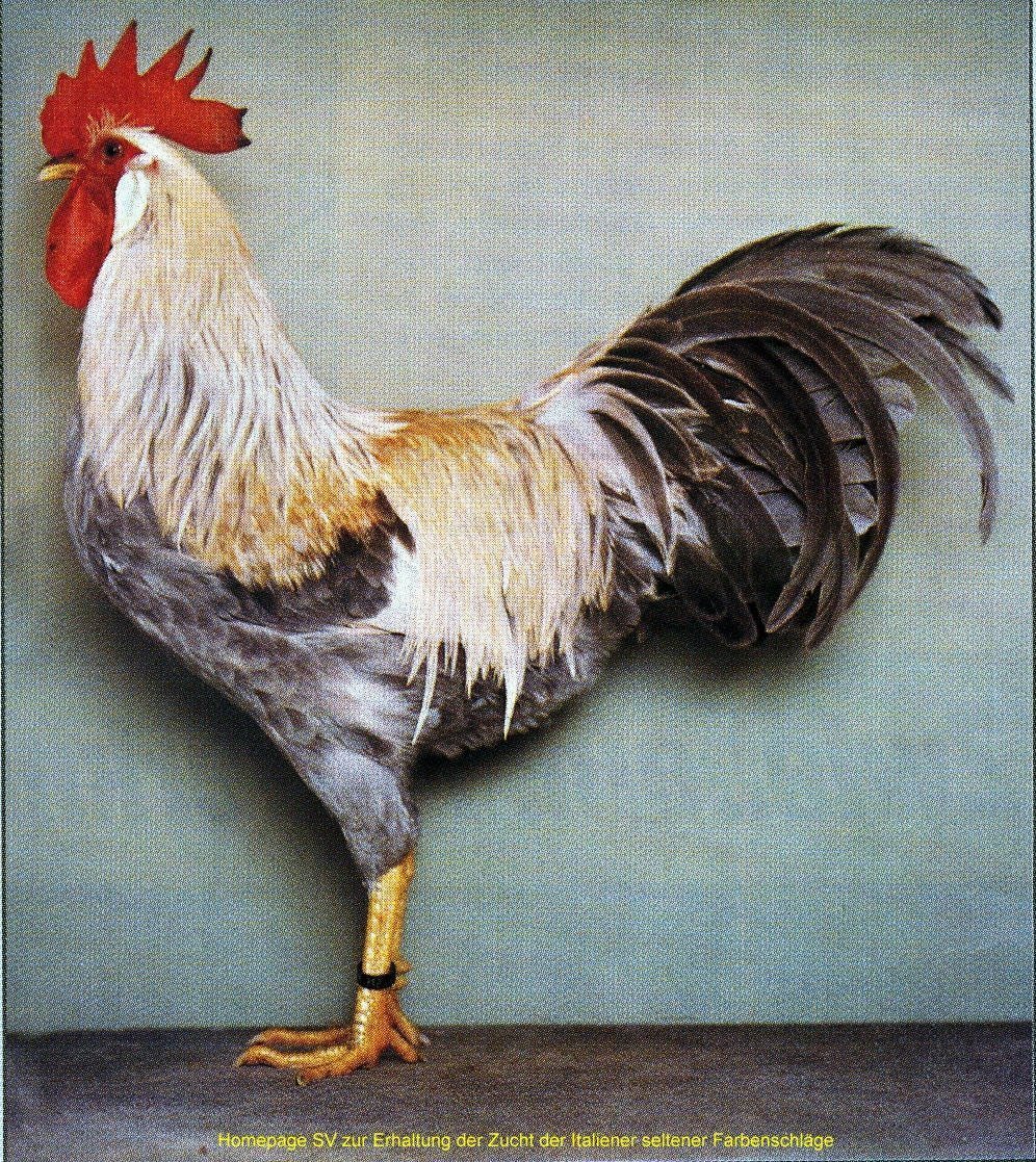 Леггорн Лаванда порода