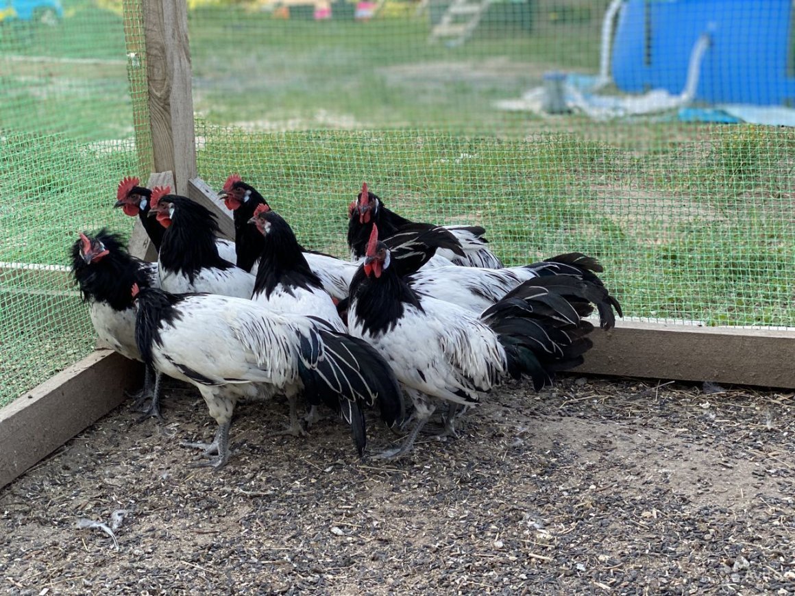 Леггорн Изабелла