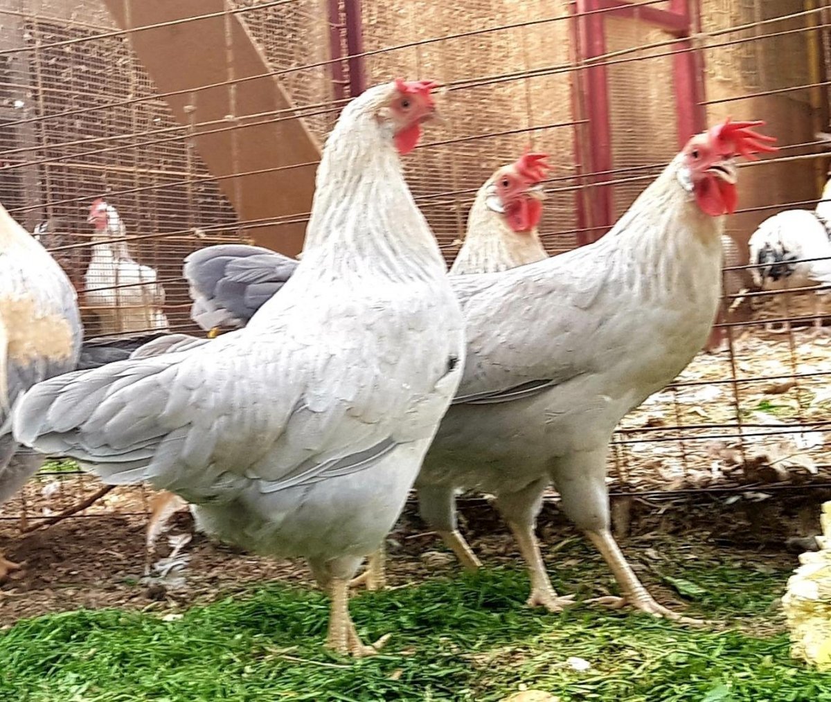 Леггорн Изабелла