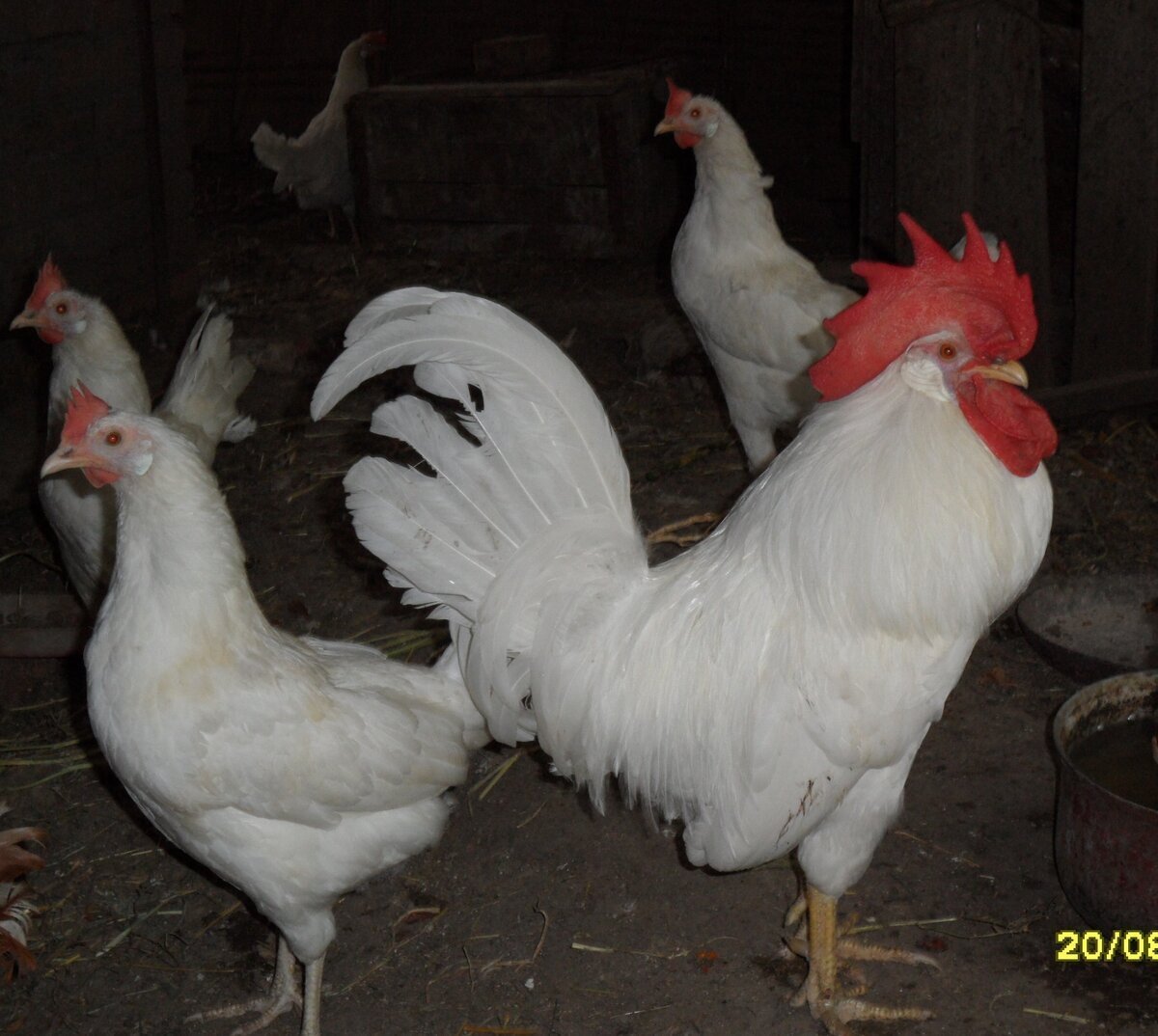 Белый Корниш куры