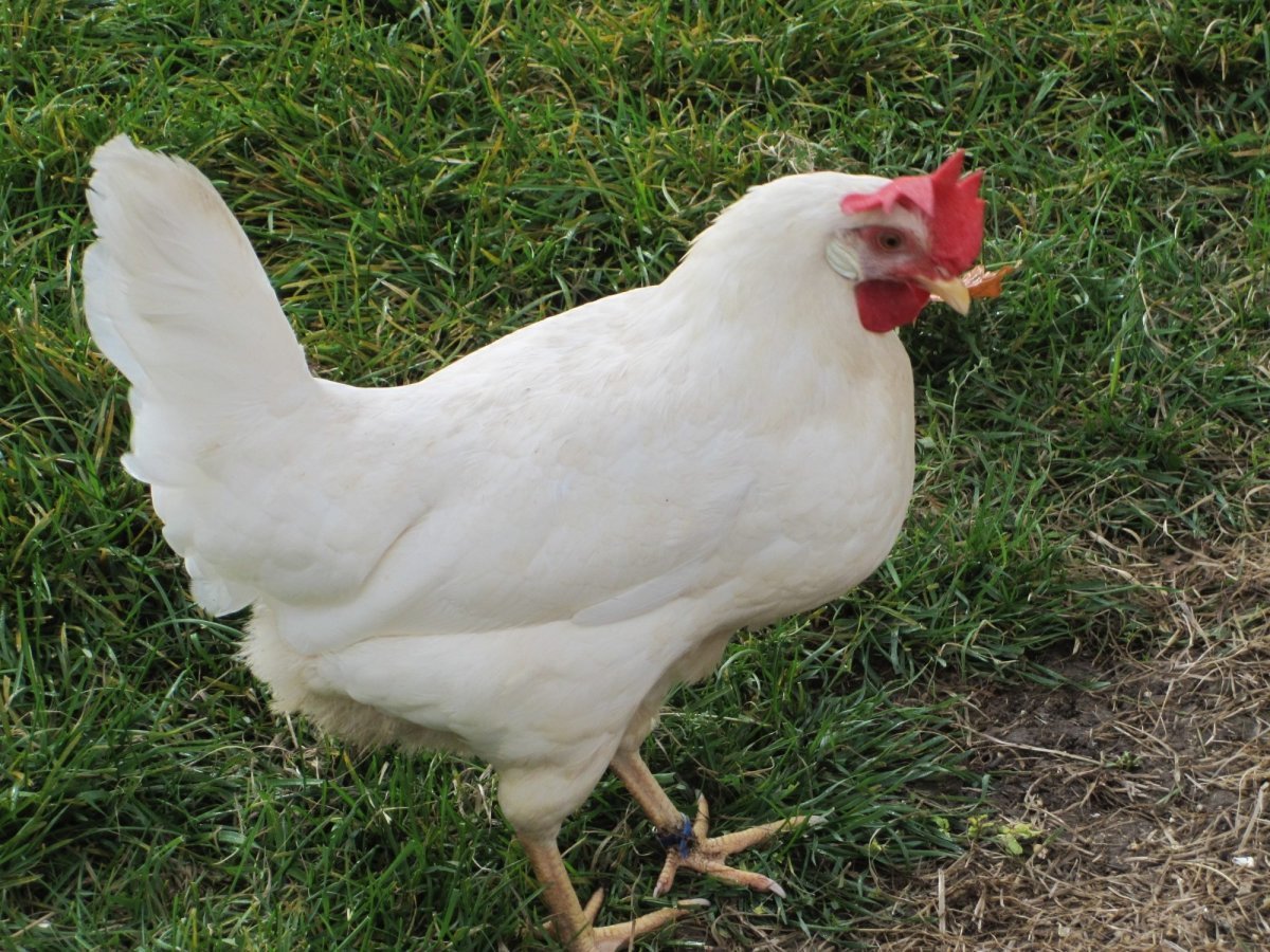 Белый Леггорн