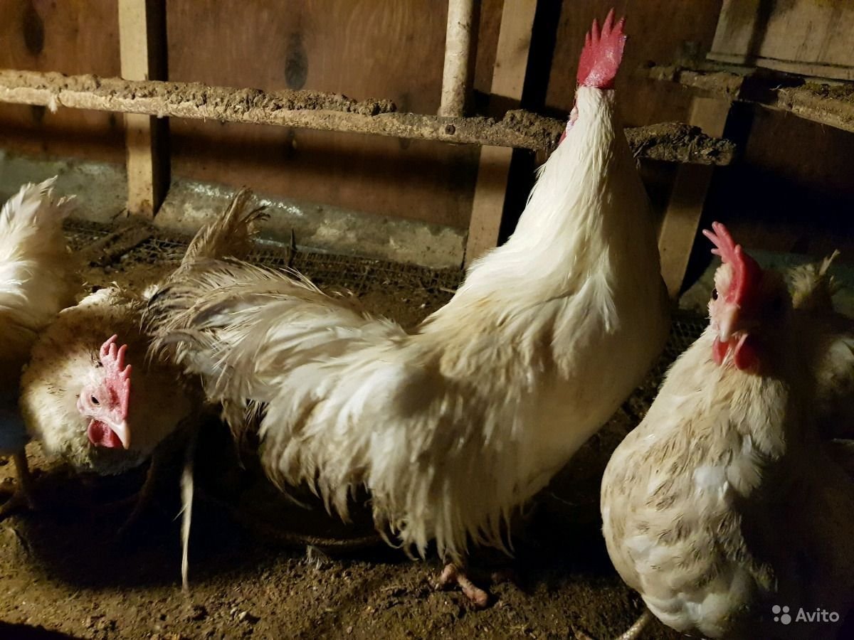 Леггорн мраморный куры