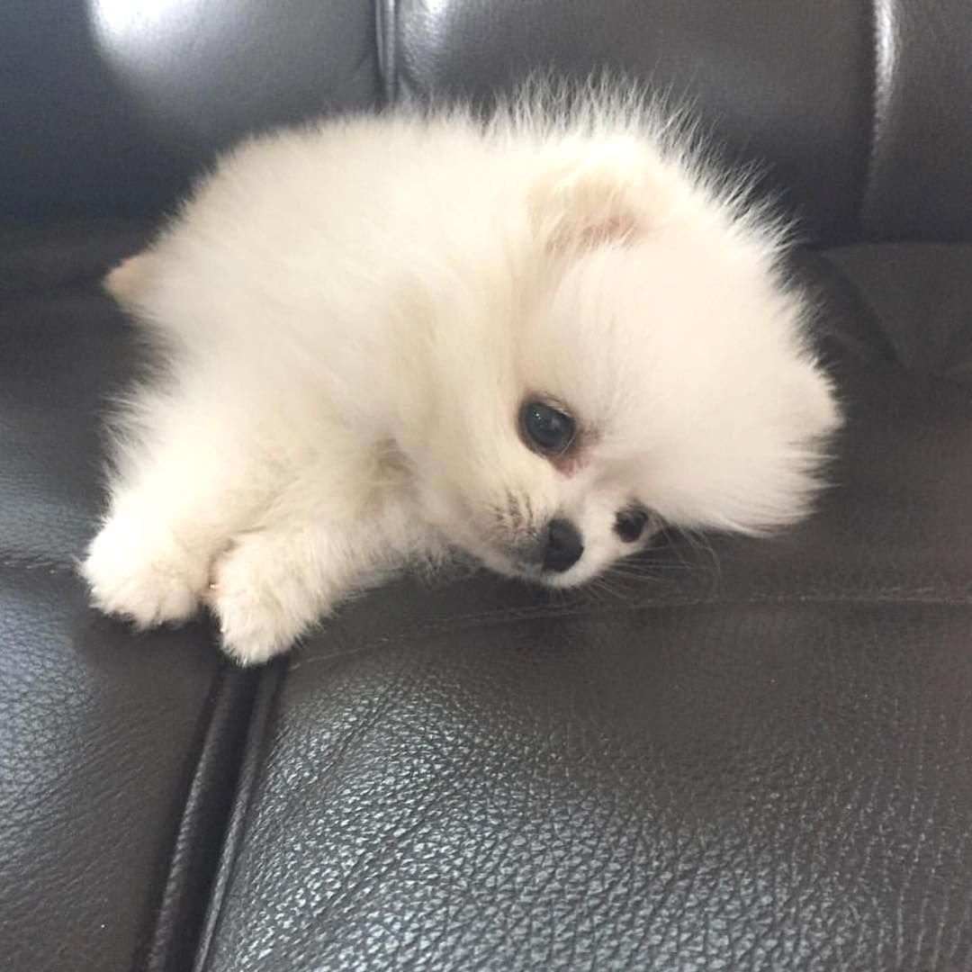 Шпиц Дженни