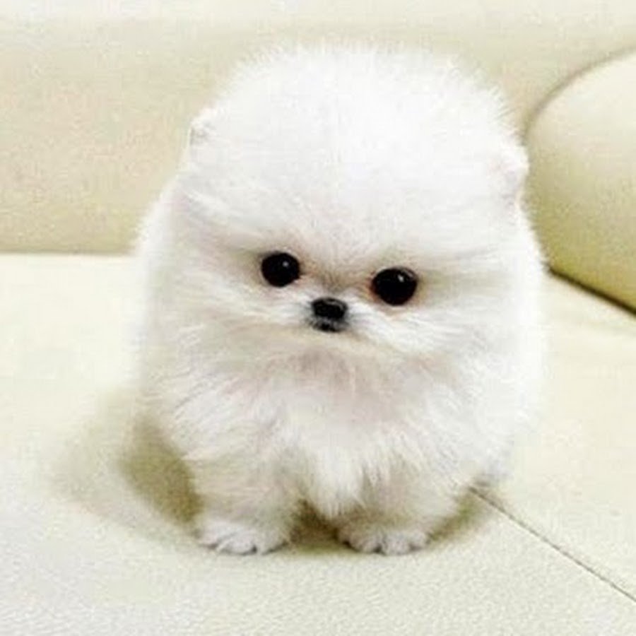 Шпиц белый карликовый стриженный