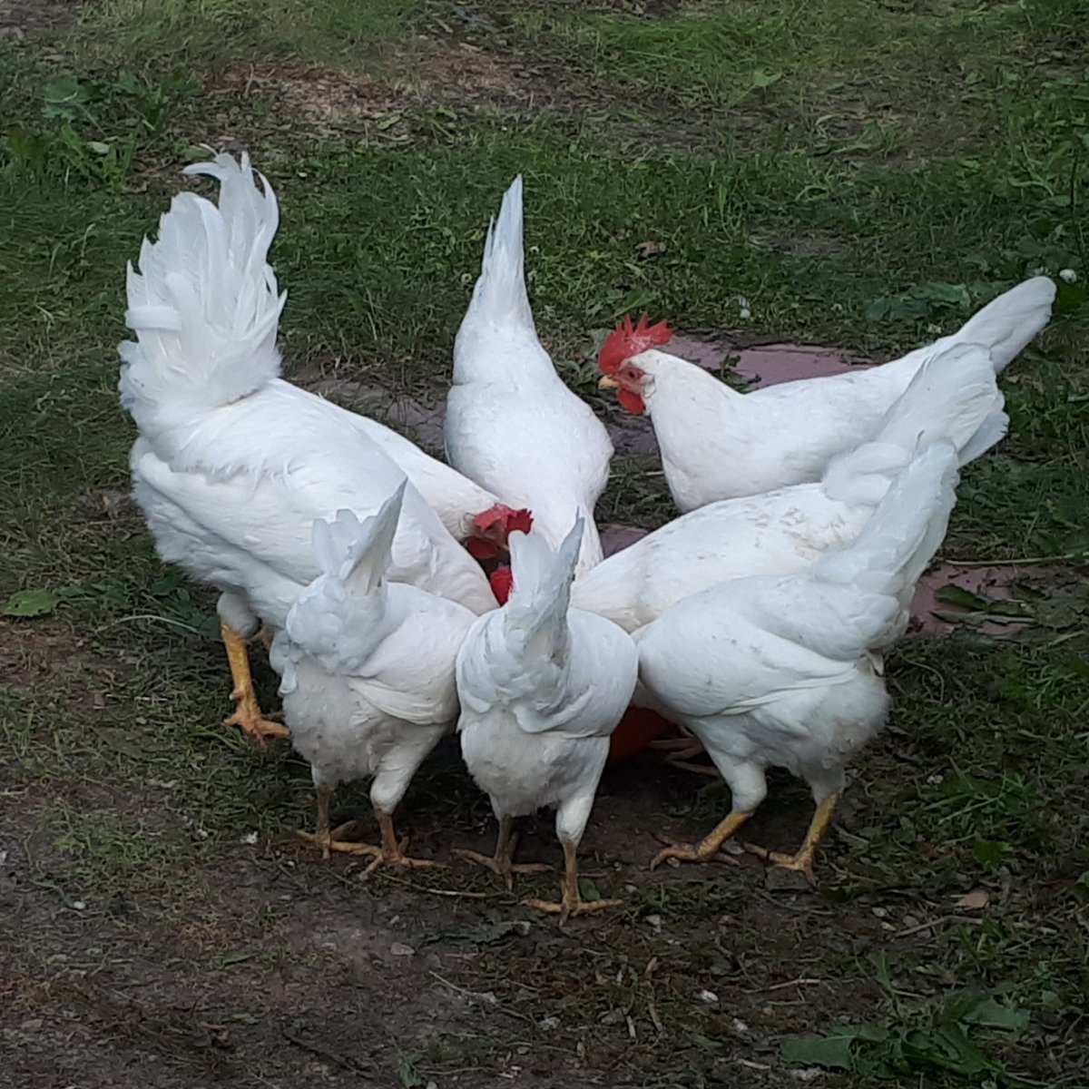 Минорка куры белые